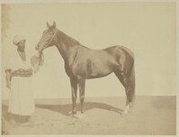 KF 1966 002
<br/>
Een Arabische volbloed
<br/>
<em>Goupil, Albert (1840-1884)</em>